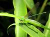 135458 – Photo : David Sannier – Thaïlande