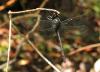 135559 – Photo : David Sannier – Thaïlande