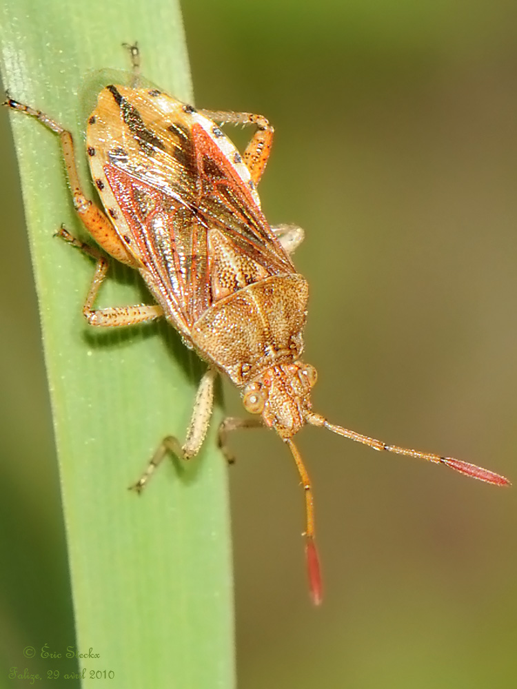 Eric Steckx - Stictopleurus abutilon - réf. 135907 (750 x 1000 pixels, 197 ko)