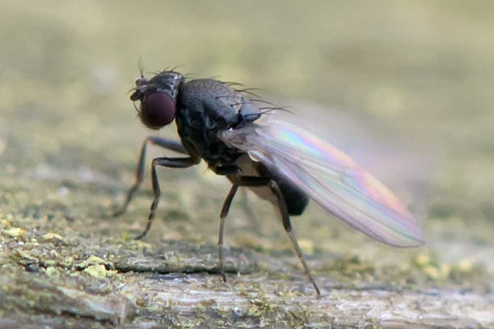 Eugène Vandebeulque - Drosophila sp. - réf. 135343 (1000 x 667 pixels, 44 ko)