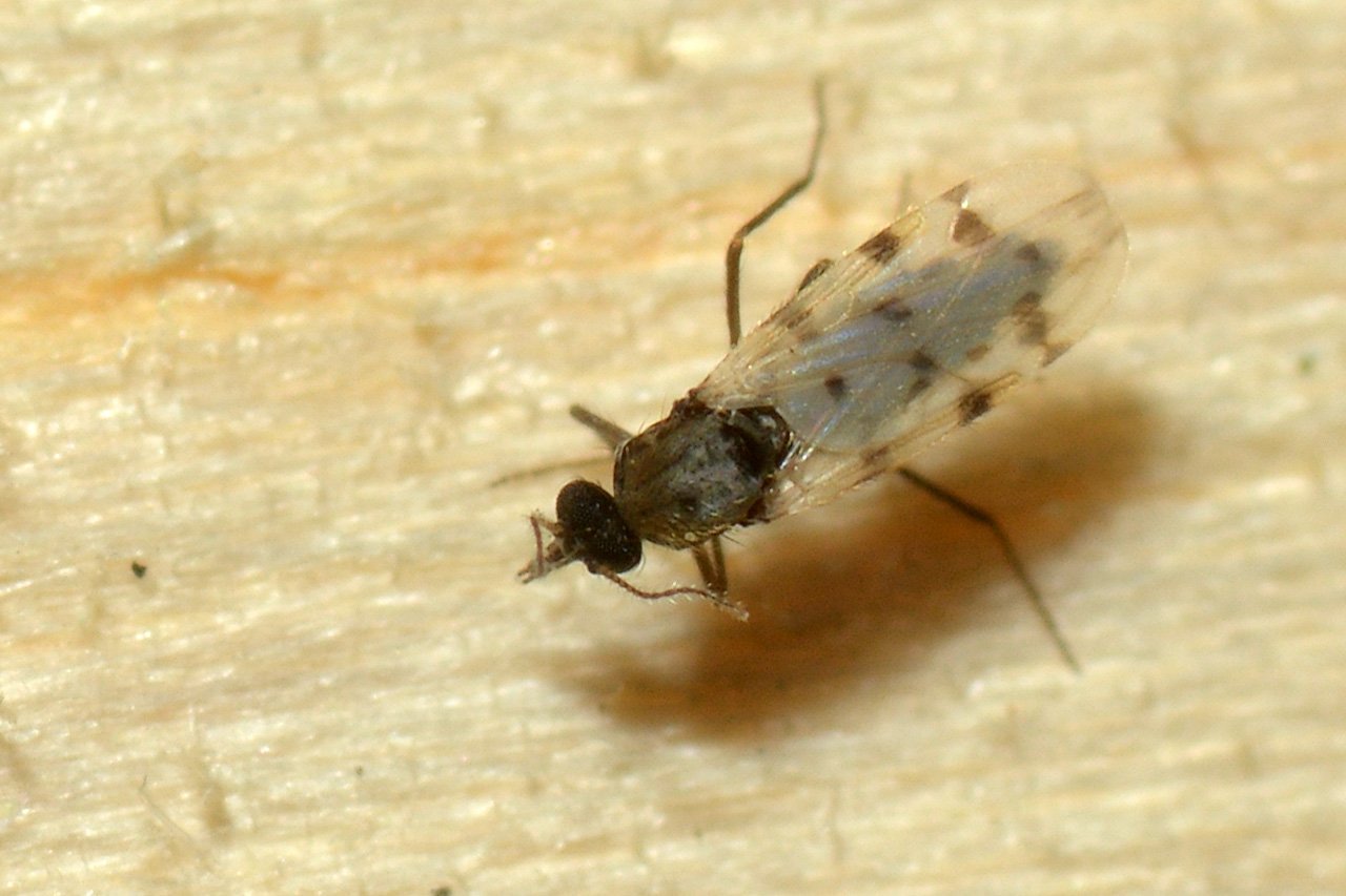 Réf. 135499 — INSECTA > Diptera > Ceratopogonidae > Culicoides