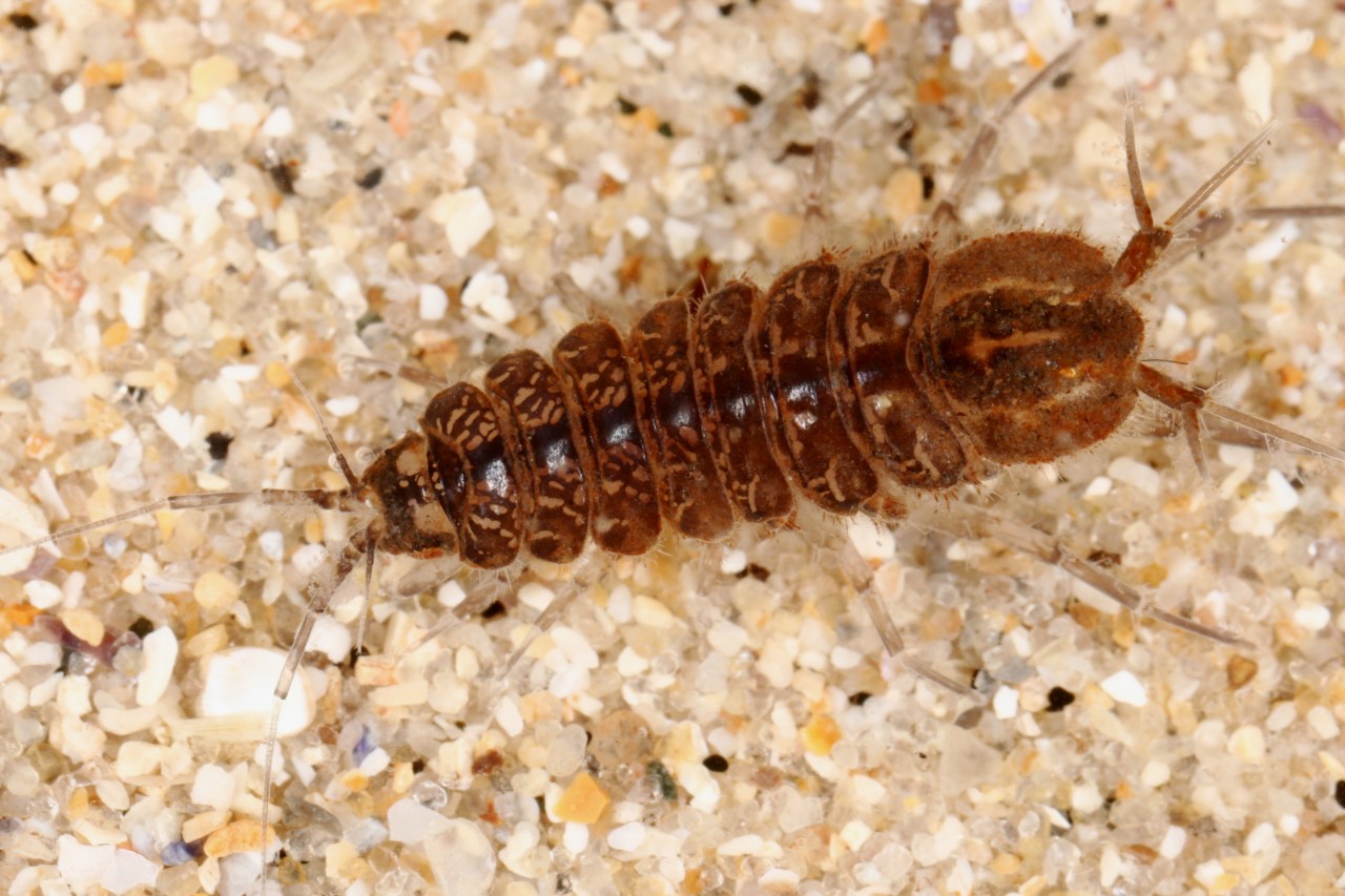 Michel Ehrhardt - Asellus (Asellus) aquaticus - réf. 135954 (1280 x 853 pixels, 216 ko)