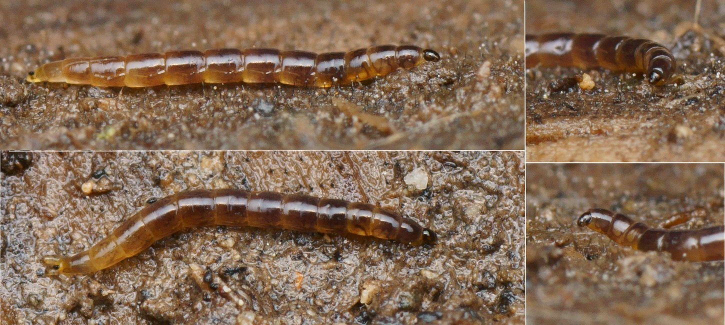 Pierre Gros - Orthocladiinae inconnu - réf. 135528 (1450 x 650 pixels, 216 ko)