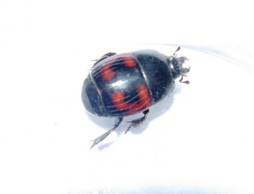 Hister quadrimaculatus