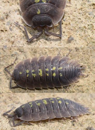 Porcellio sp.