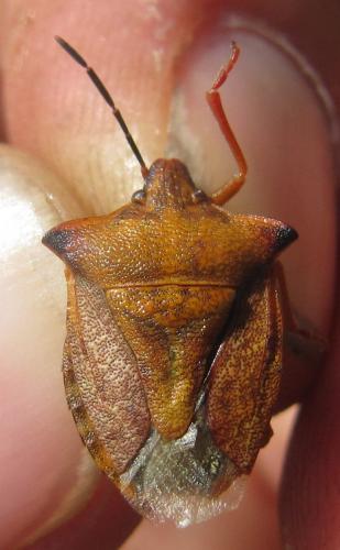 Carpocoris mediterraneus atlanticus