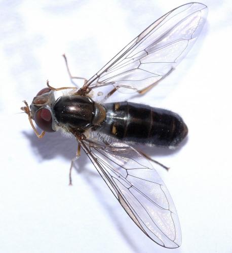 Réf. 136 878 : Episyrphus balteatus