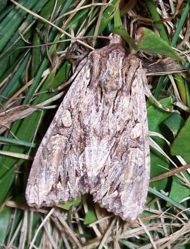 Réf. 136 628 : Apamea monoglypha