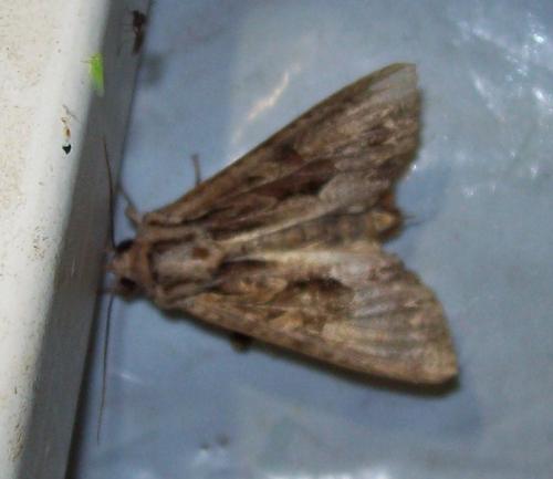 Réf. 136 156 : Apamea monoglypha