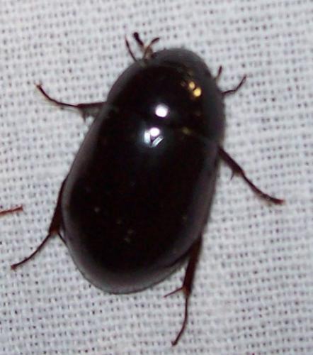 Réf. 136 629 : Hydrochara caraboides