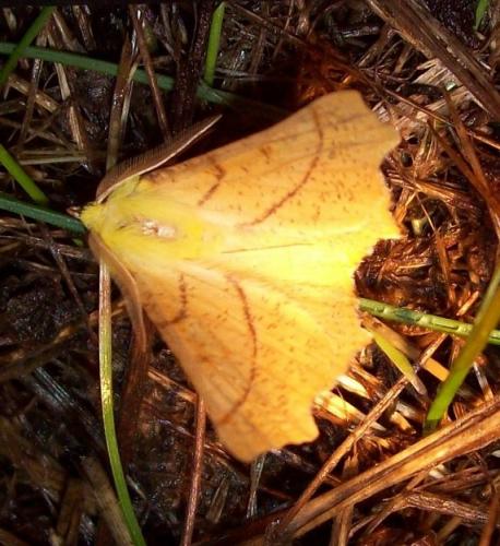 Ennomos alniaria