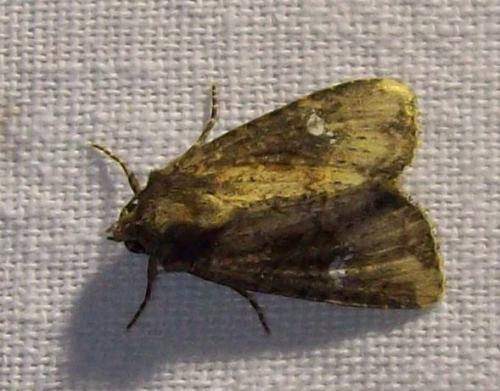 Mesapamea sp.
