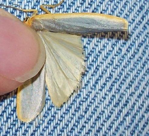 Eilema complana