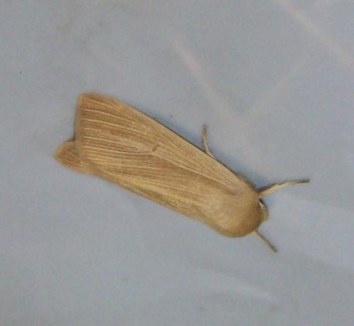 Réf. 136 627 : Mythimna pallens