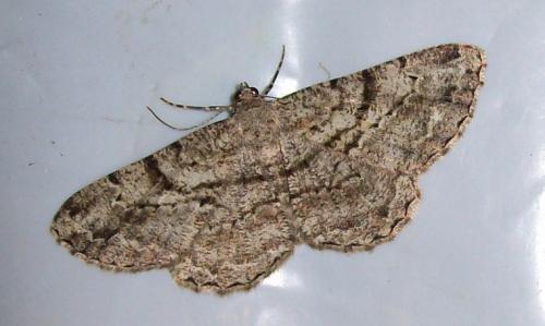 Réf. 136 624 : Peribatodes rhomboidaria