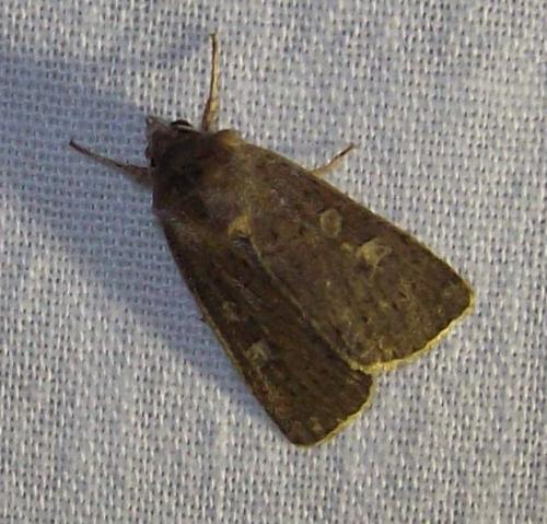 Réf. 136 625 : Xestia xanthographa