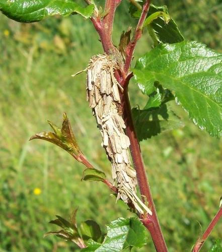 Réf. 136 634 : Canephora hirsuta