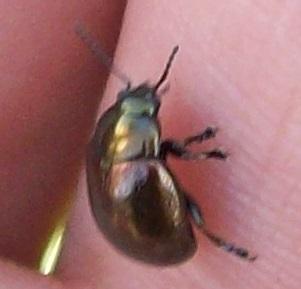 Chrysolina hyperici