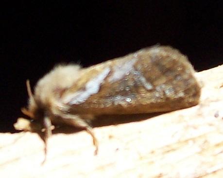 Triodia sylvina