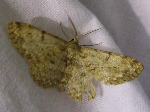 Hypomecis punctinalis