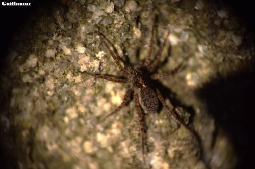 Pardosa sp.