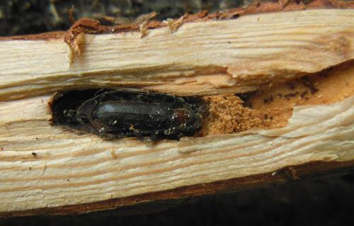 Réf. 136 608 : Pronocera angusta