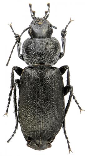 Réf. 136 900 : Licinus depressus