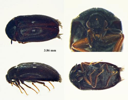 Attagenus pellio