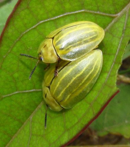 Zatrephina lineata