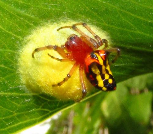 Alpaida bicornuta