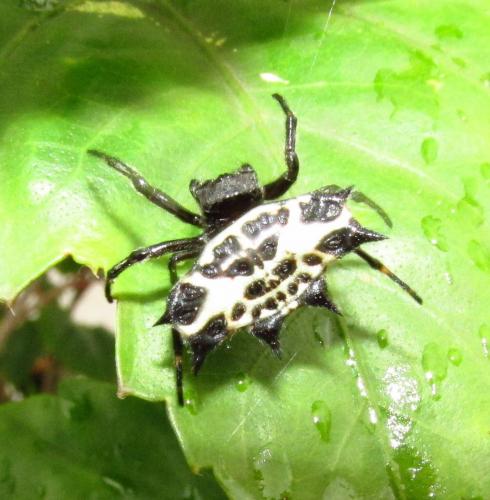 Gasteracantha cancriformis