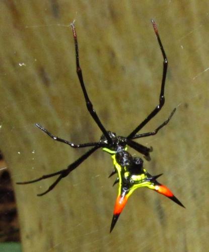 Réf. 136 997 : Micrathena schreibersi