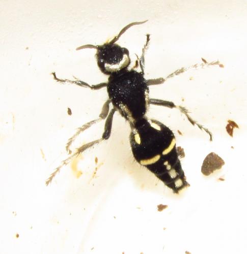 Traumatomutilla sp.