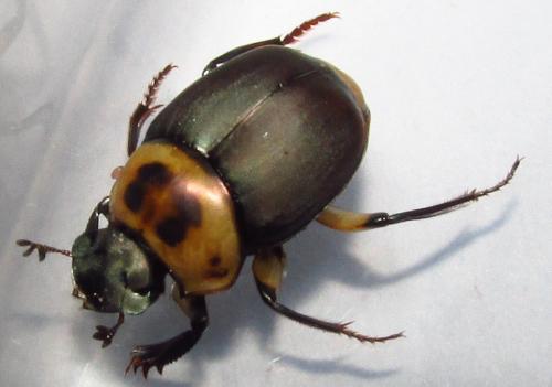 Canthon triangularis