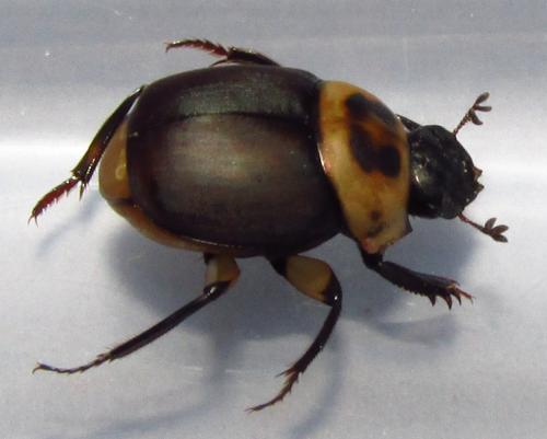 Canthon triangularis