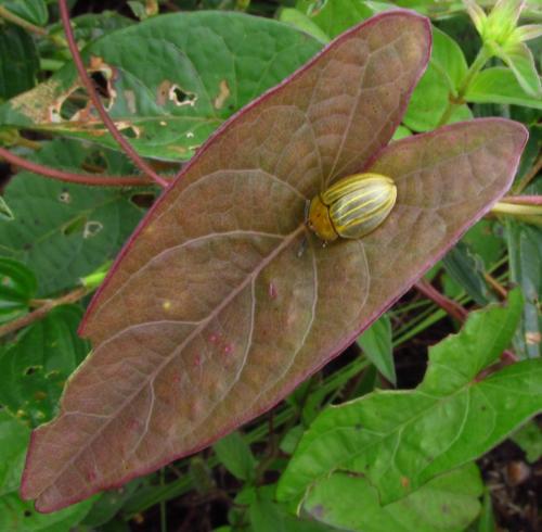 Zatrephina lineata