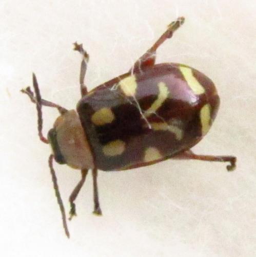 Omophoita albicollis
