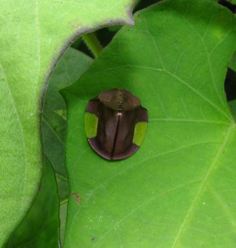Cyrtonota lateralis