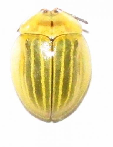 Zatrephina lineata