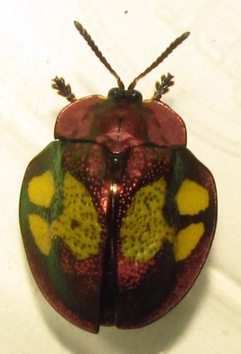 Réf. 136 365 : Stolas discoides