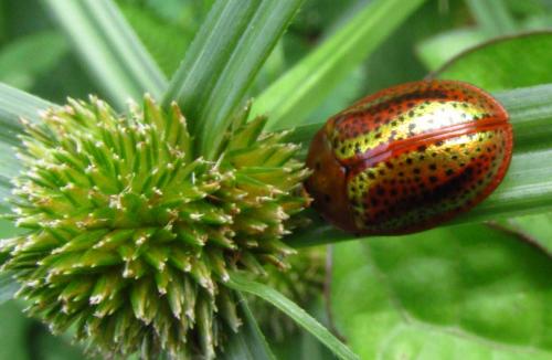 Réf. 136 080 : Chelymorpha cribraria