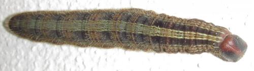 Brassolis sophorae
