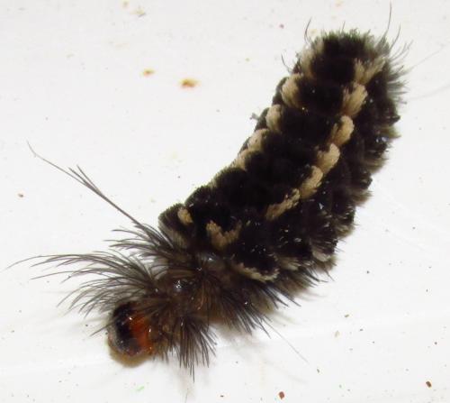 Saurita sp.