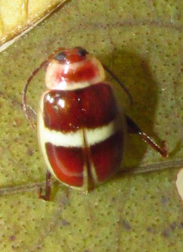 Réf. 136 484 : Asphaera discicollis