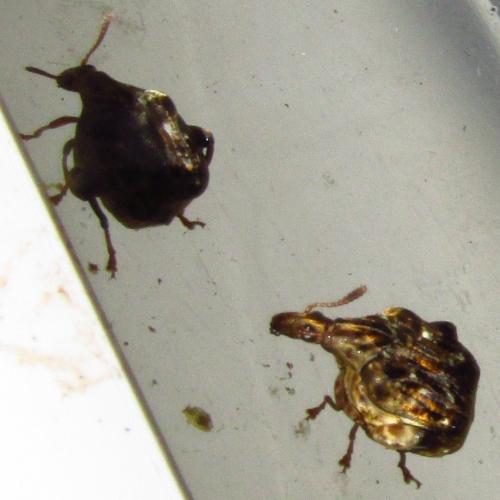 Caryedes brasiliensis