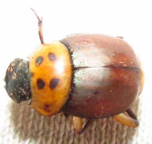 Canthon triangularis