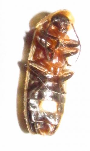 Photinus occidentalis