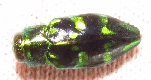Réf. 136 078 : Chrysobothris sp.