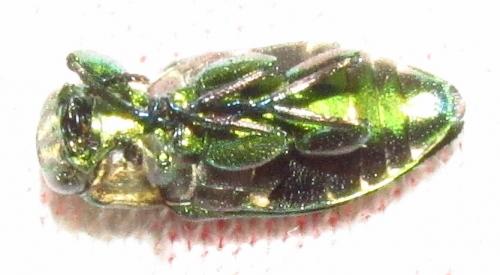 Réf. 136 079 : Chrysobothris sp.