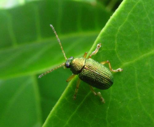 Colaspis occidentalis
